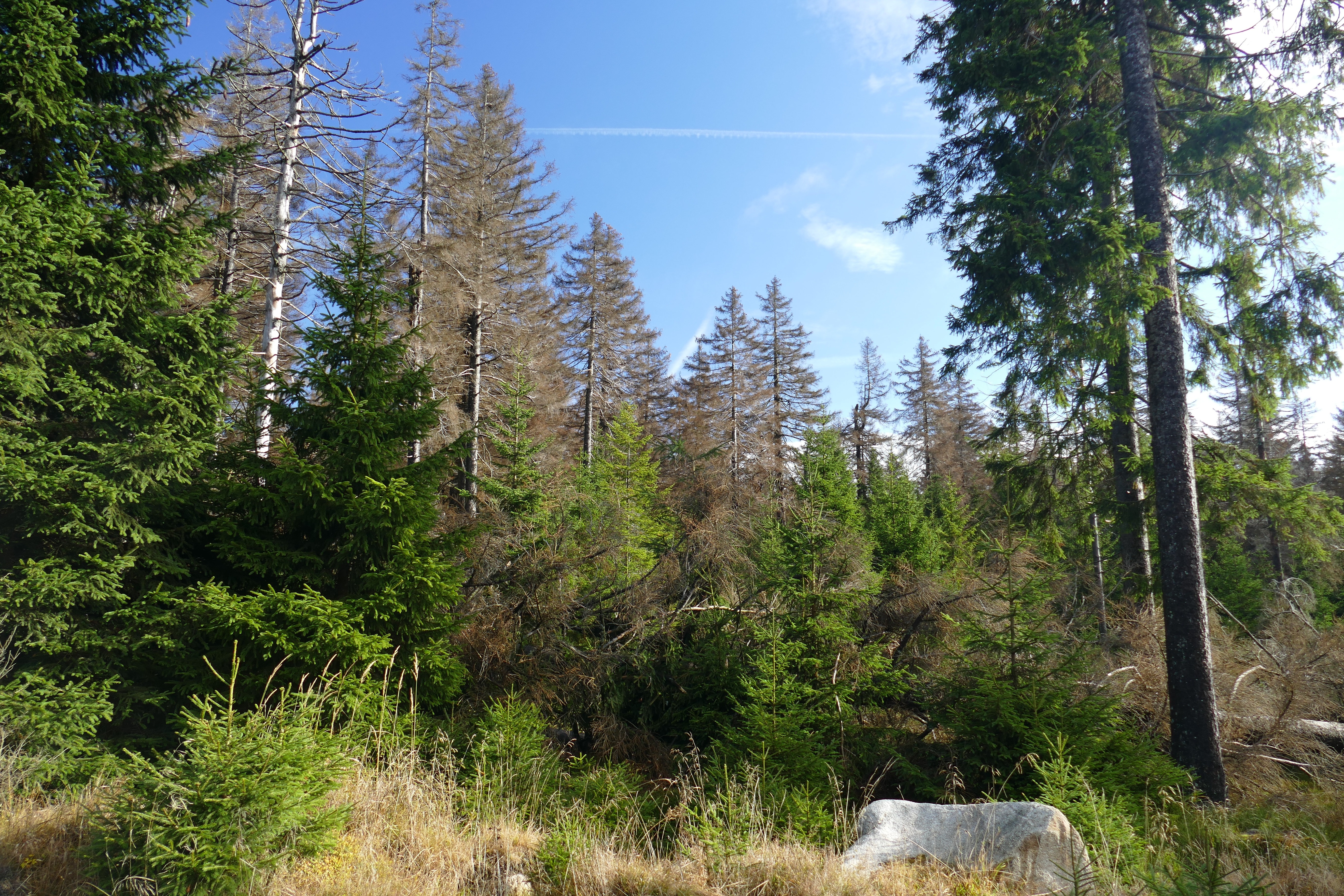 Reafforestation, Contrasts, Waldsterben, tree, forest