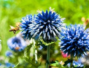 blue petaled flower at daytime thumbnail