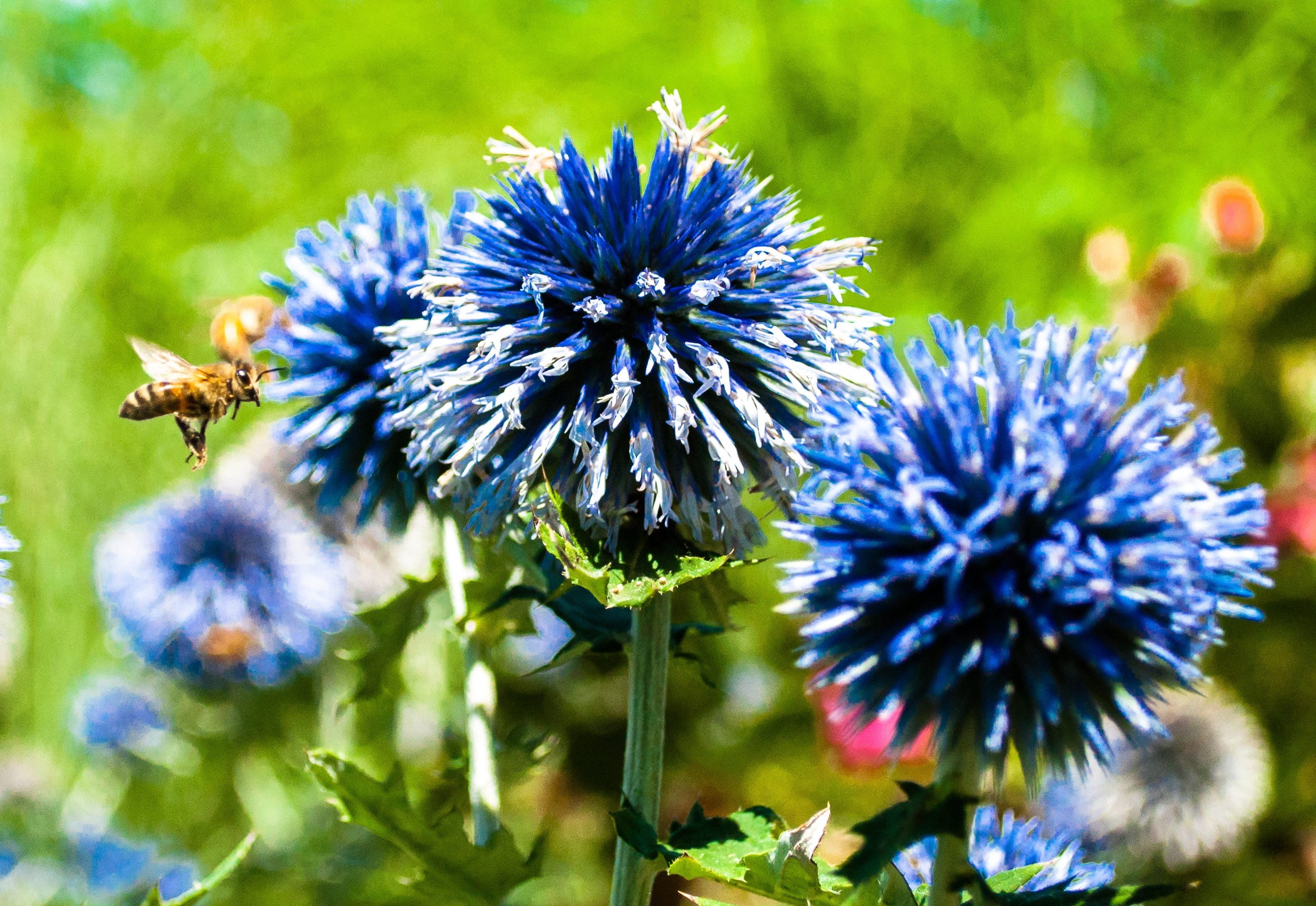 blue petaled flower at daytime