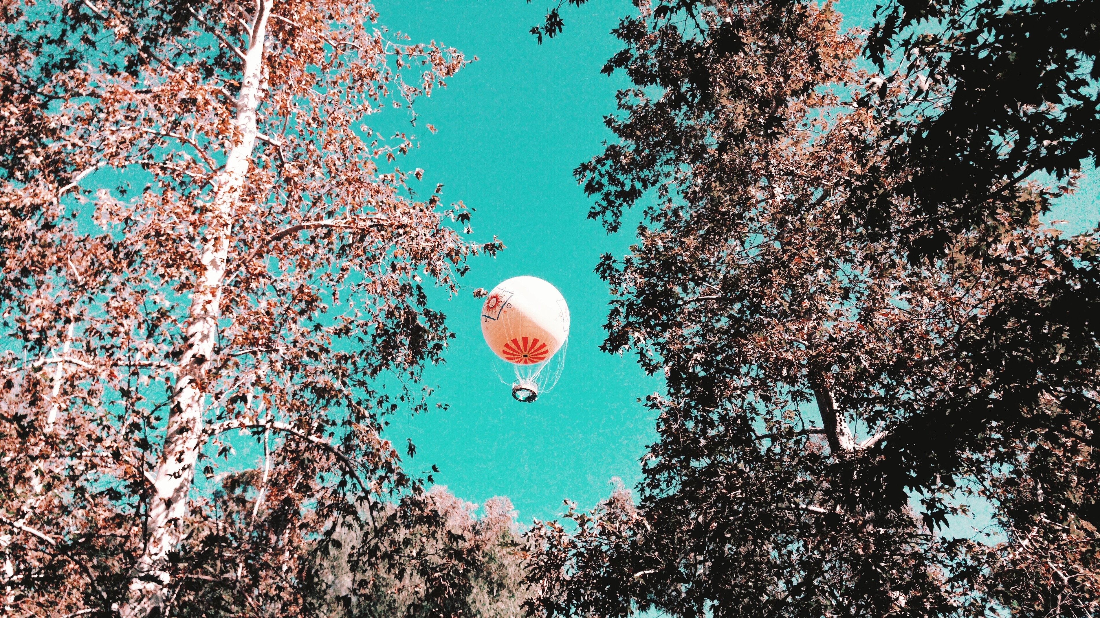 pink-and-red hot air balloon