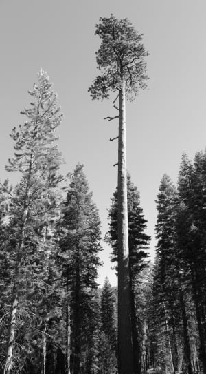 greyscale photo of trees thumbnail