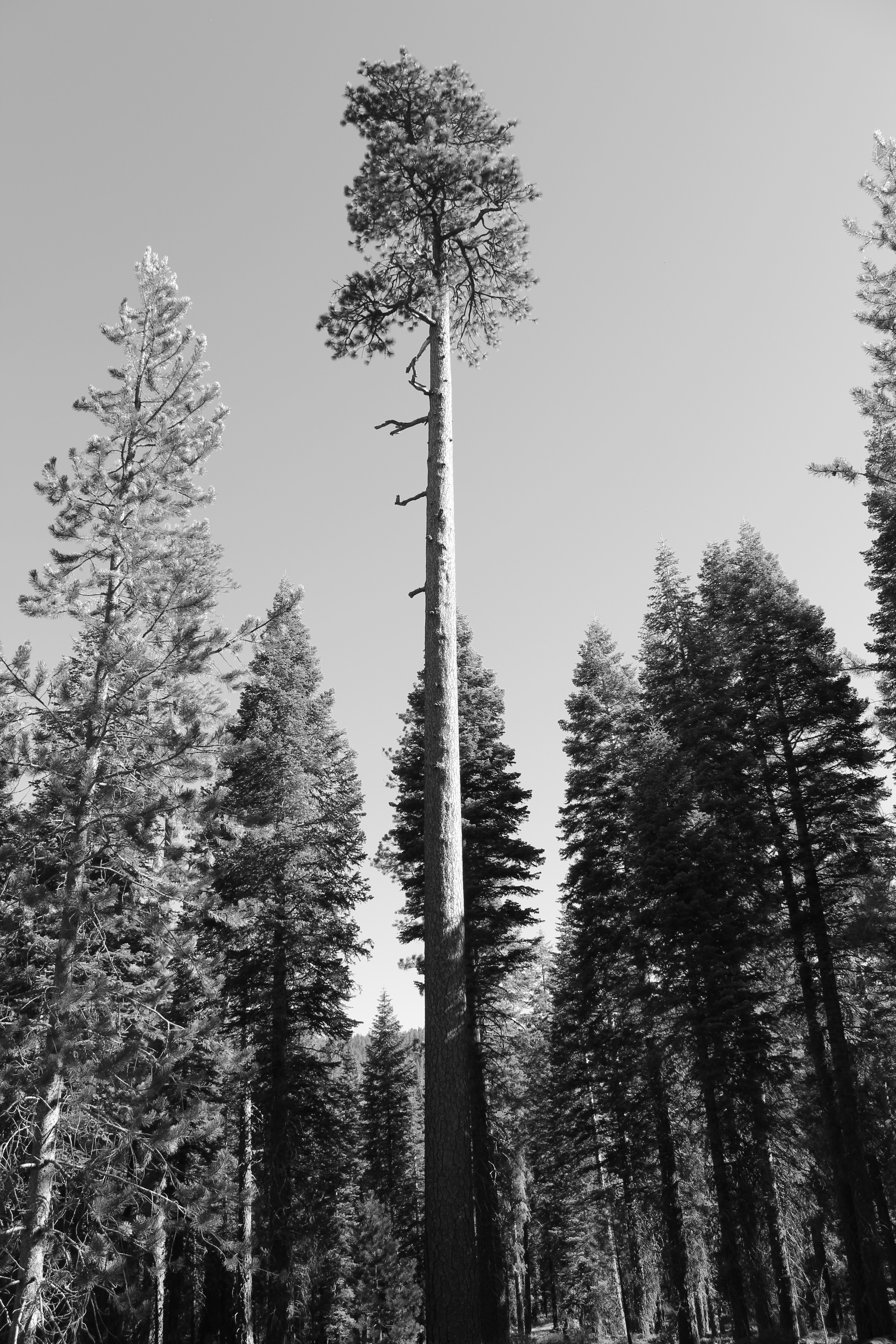 greyscale photo of trees