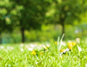 Meadow, Flowers, Nature, Daisy, Spring, grass, nature thumbnail