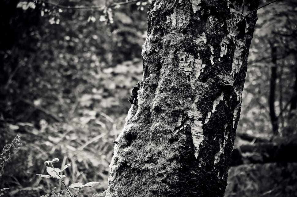 greyscale photo of tree trunk preview