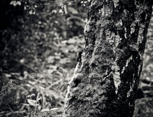 greyscale photo of tree trunk thumbnail