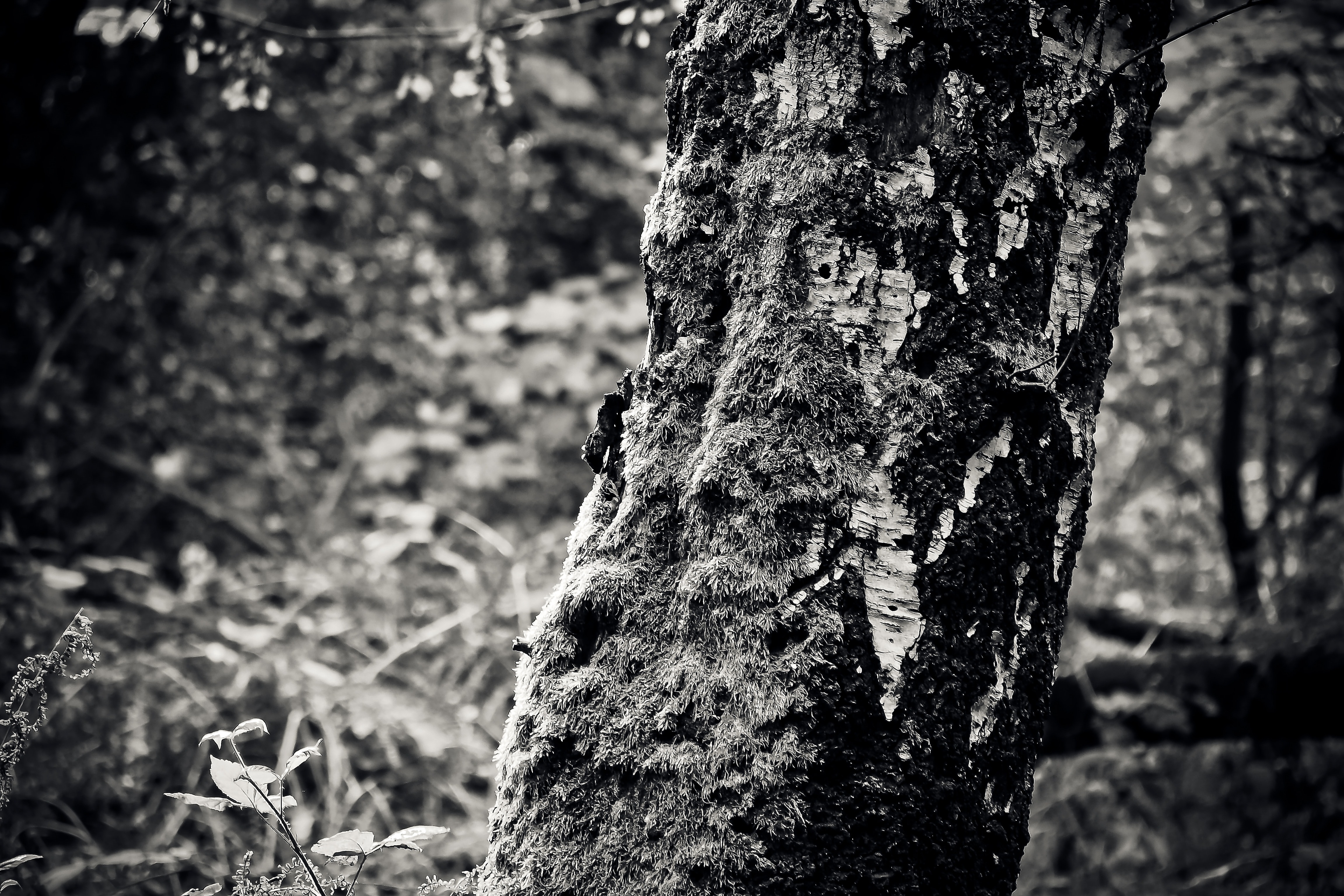 greyscale photo of tree trunk