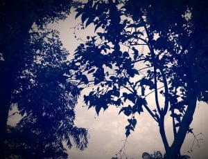 silhouette of tree thumbnail