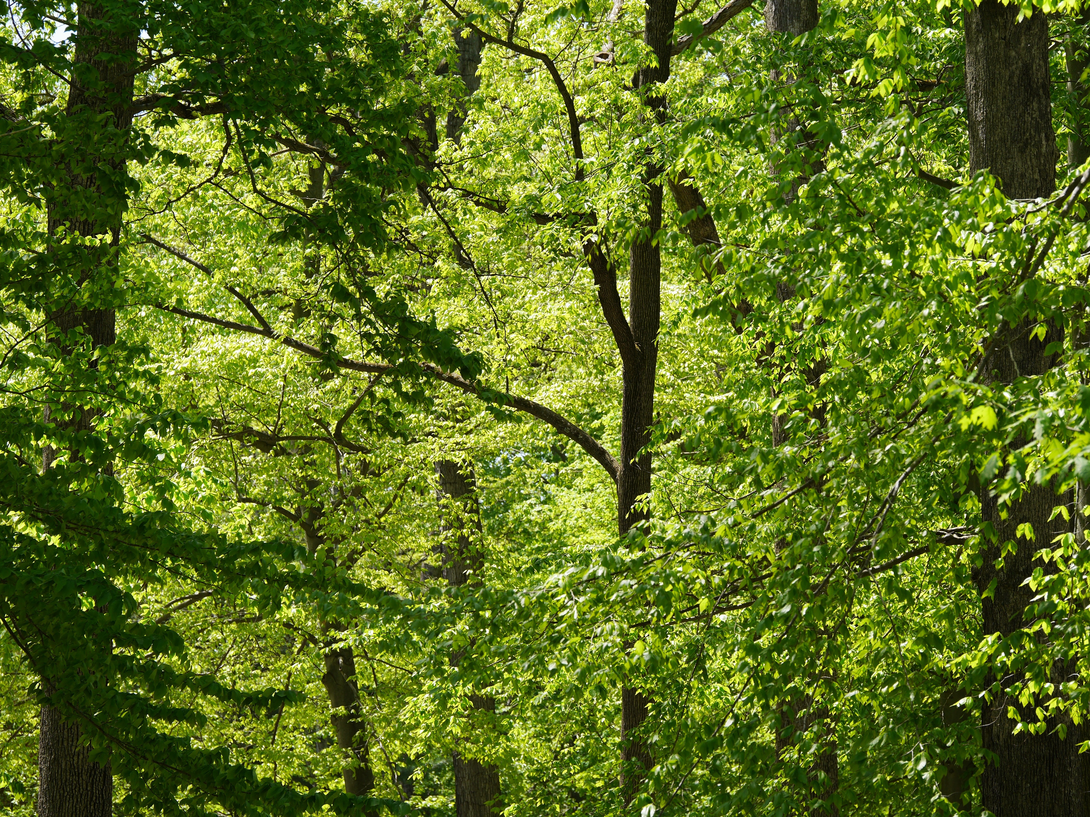 Какое лето в широколиственных лесах. Лиственный лес кусты. Лиственный лес зеленый. Вид из-за кустов лес. Фон природа деревья и кустарники картинки.