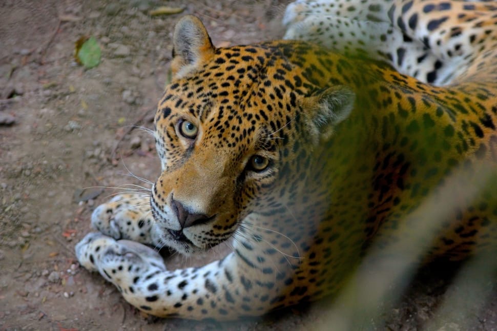 jaguar animal preview