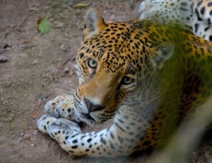 jaguar animal thumbnail