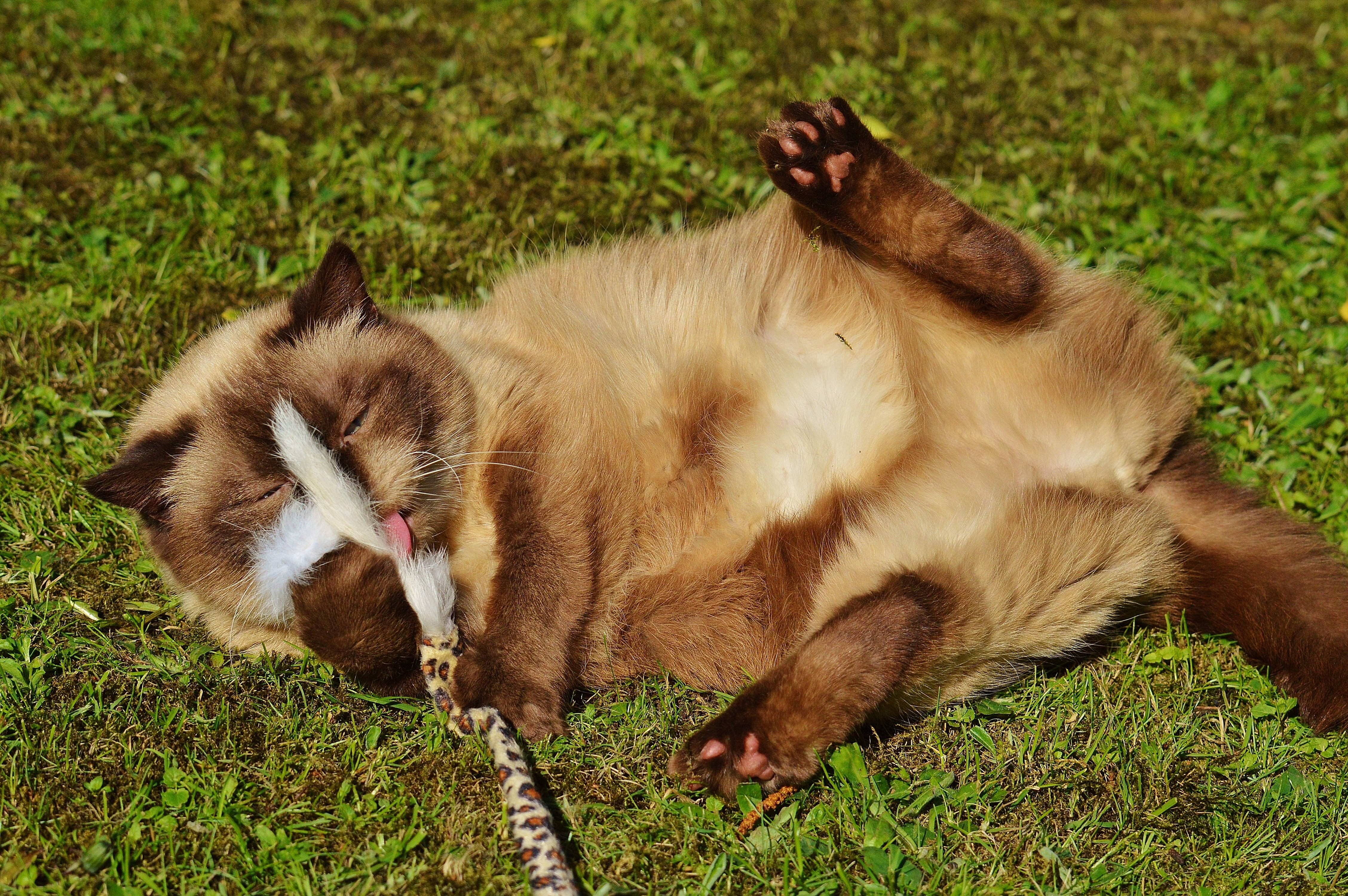 brown long fur cat