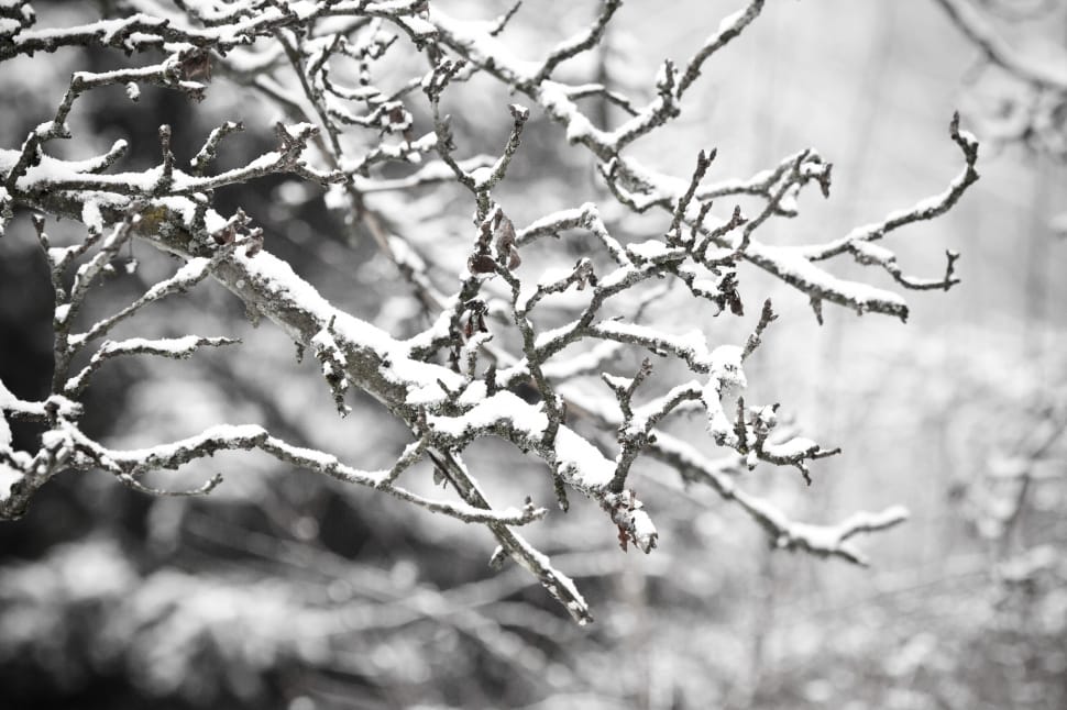 closeup photo of bare tree preview