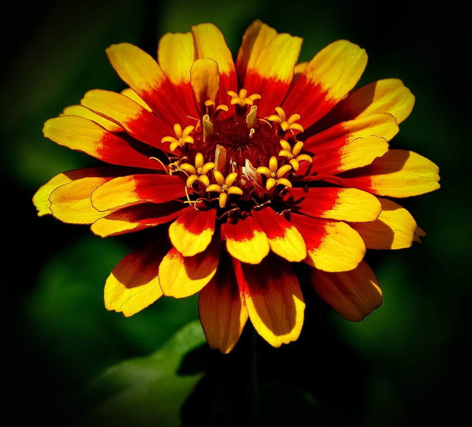 red and yellow zinnia preview