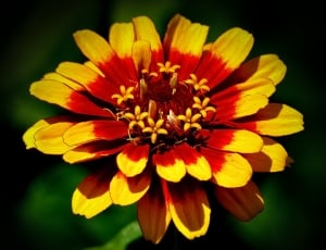 red and yellow zinnia thumbnail