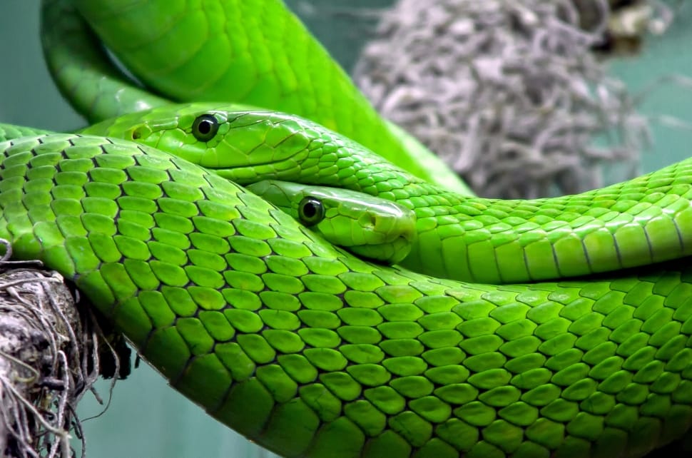 green snake preview