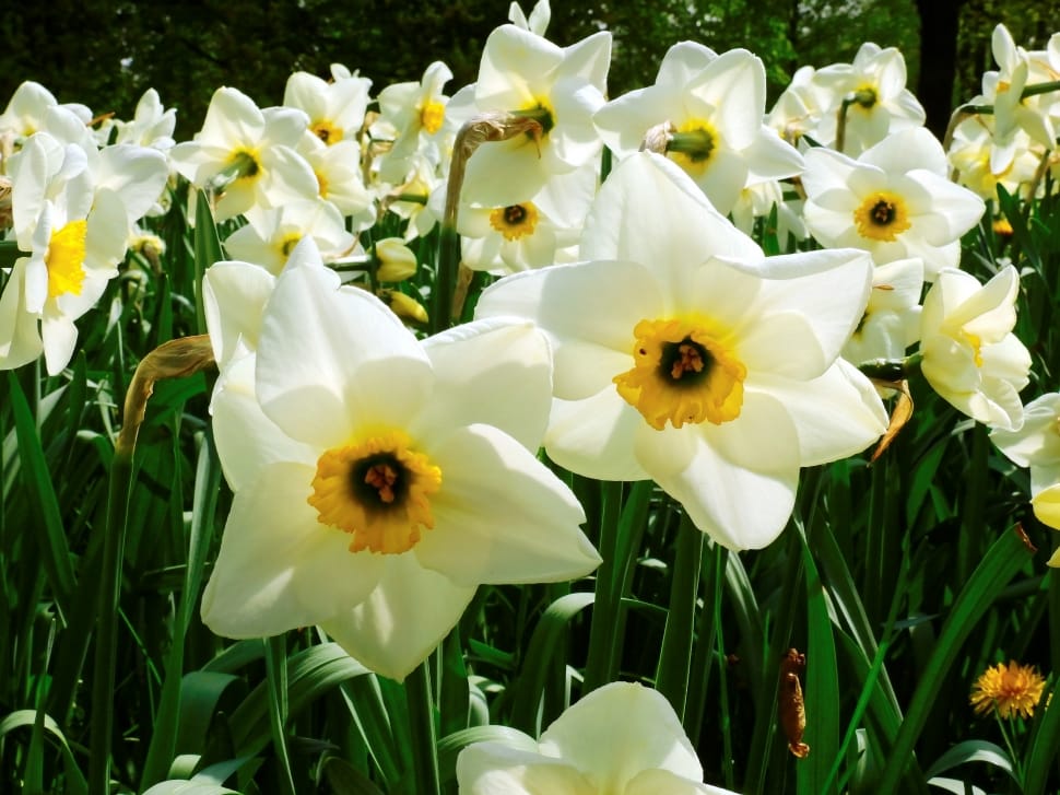 white yellow daffodils field preview