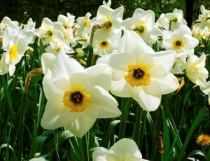 white yellow daffodils field thumbnail