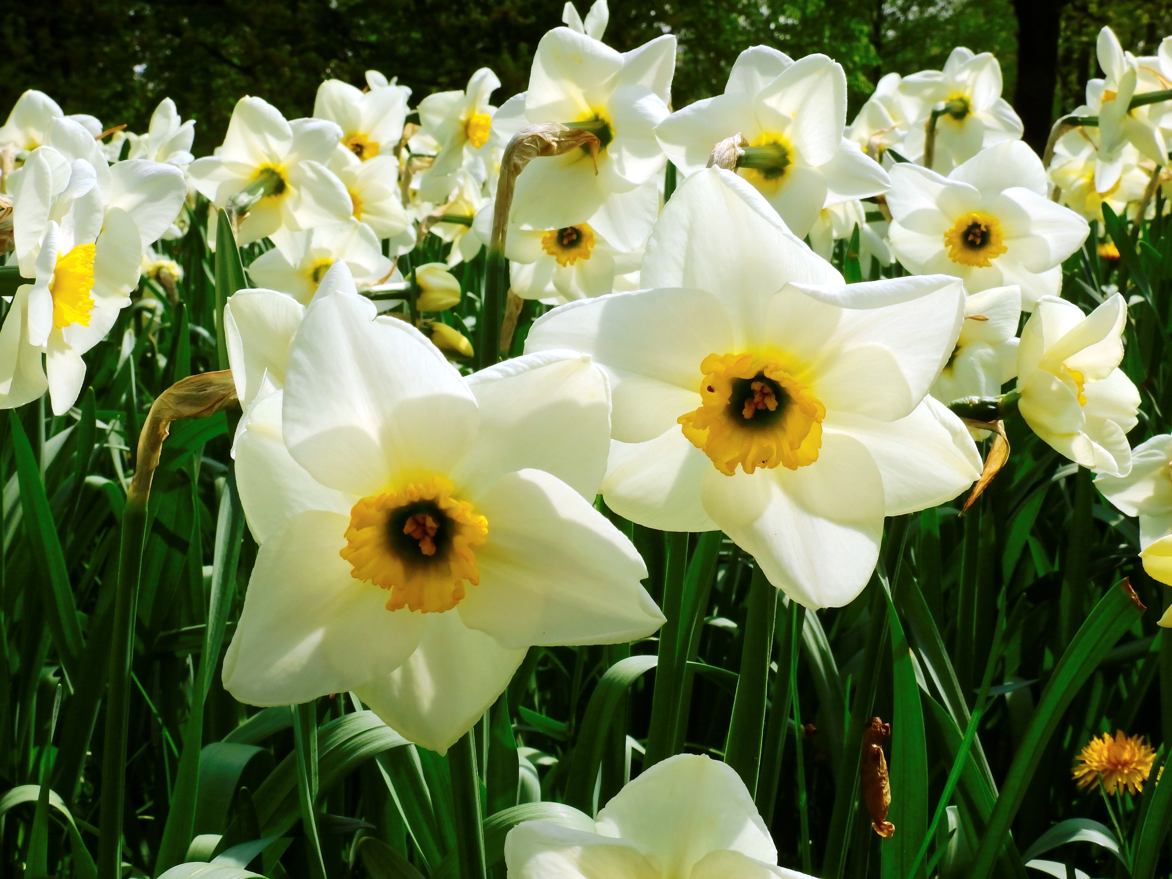 white yellow daffodils field
