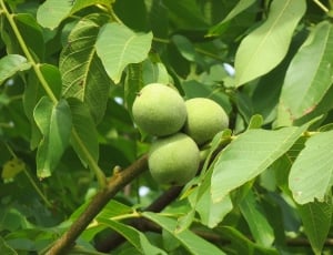 Persian Walnut, Juglans Regia, leaf, green color thumbnail