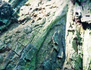 green tree bark thumbnail