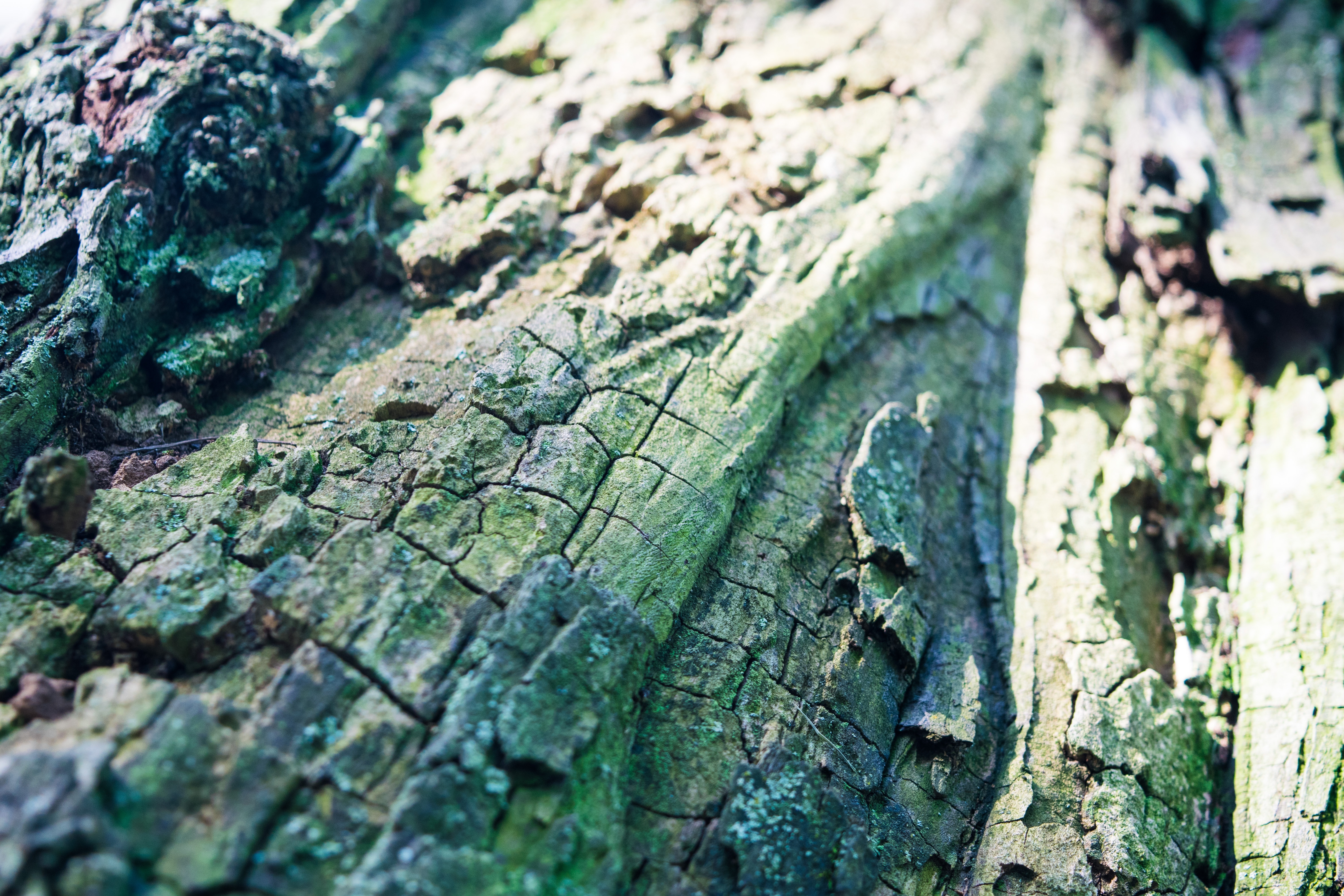 green tree bark
