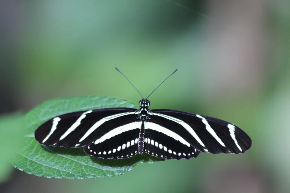 zebra longwing butterfly on a green leaf close up focus photograph preview