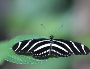 zebra longwing butterfly on a green leaf close up focus photograph thumbnail