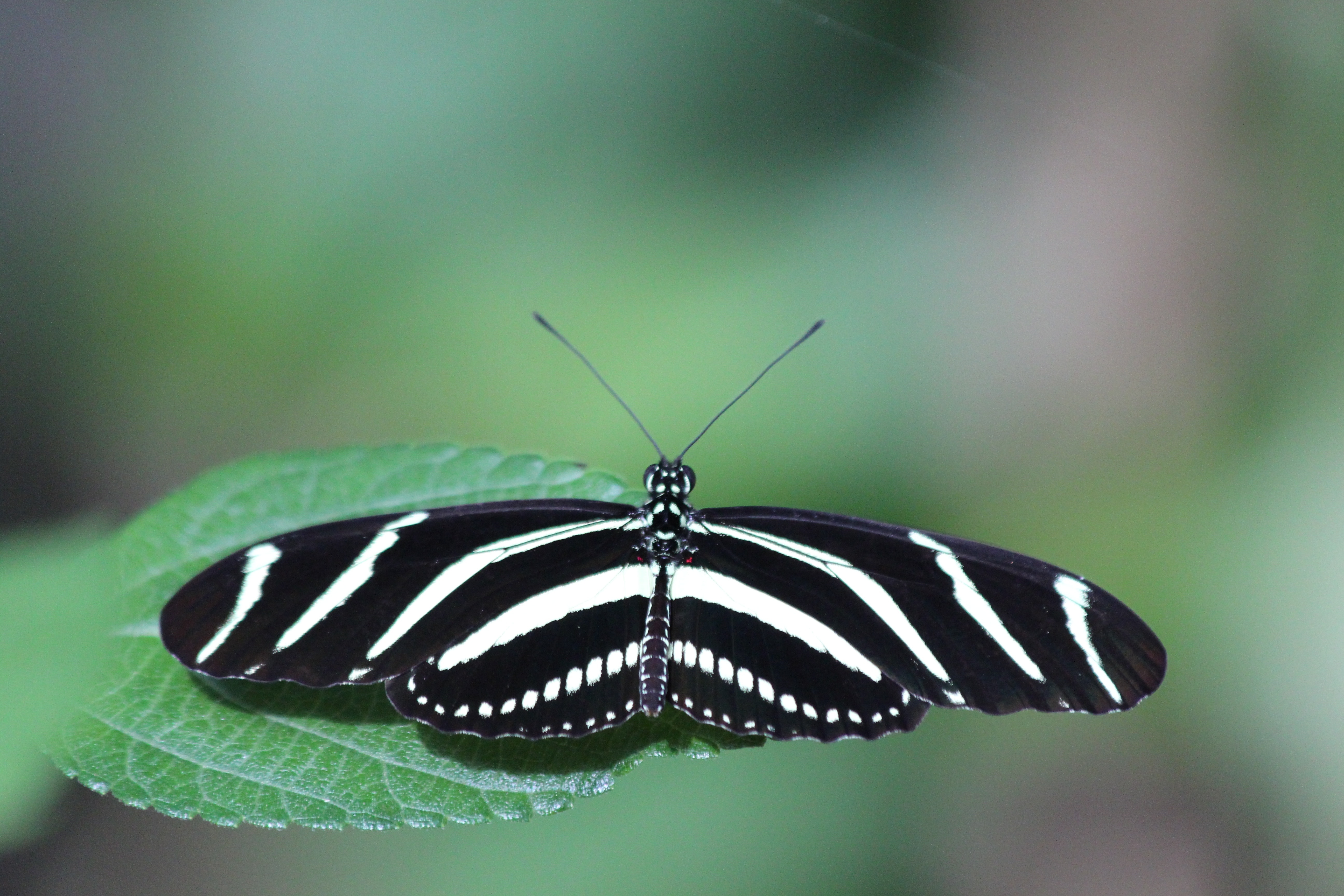 zebra longwing butterfly on a green leaf close up focus photograph