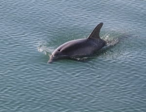 grey dolphin thumbnail