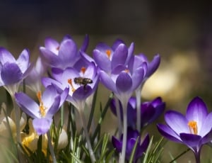 Crocus, Schwertliliengewaechs, flower, purple thumbnail