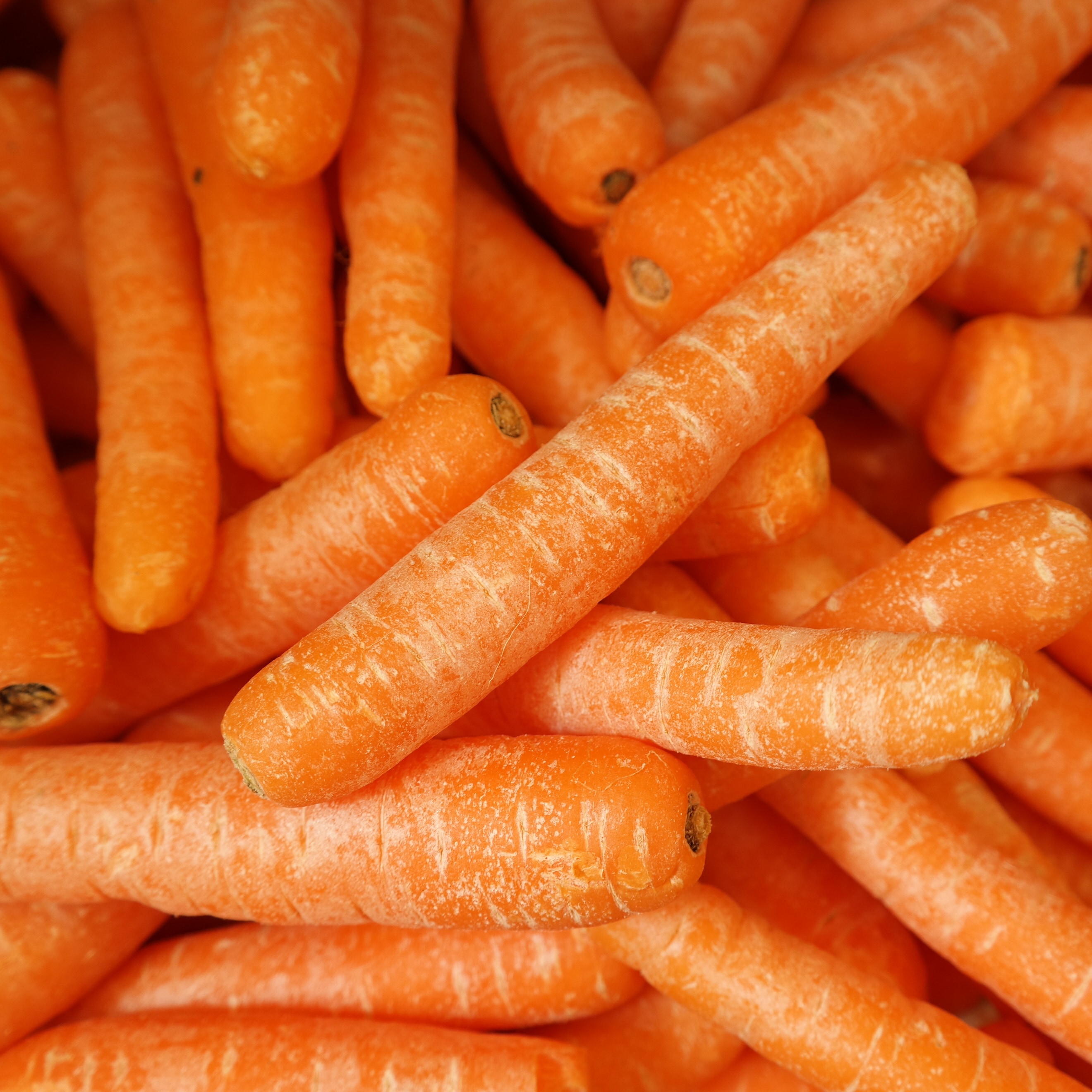 bunch of ]carrots