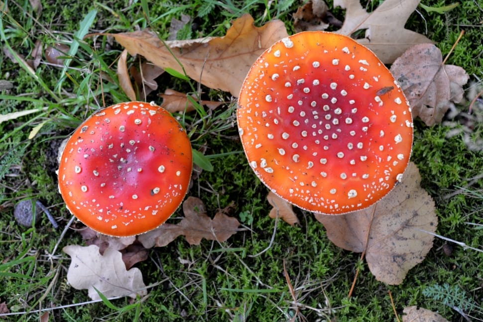 Agaric, Mushroom, Autumn, Fly Agaric, mushroom, fungus preview