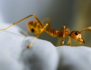 Macro, Red Ant, Ant, Insect, one animal, animal themes thumbnail