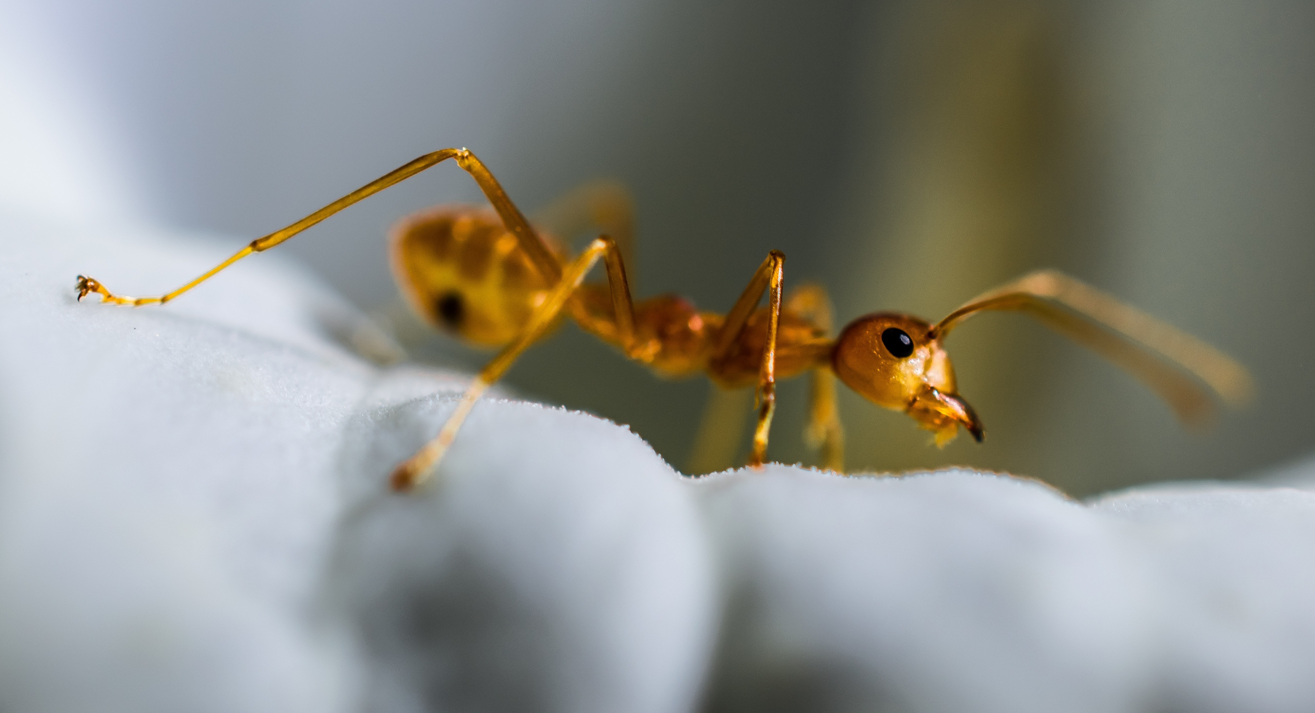 Macro, Red Ant, Ant, Insect, one animal, animal themes
