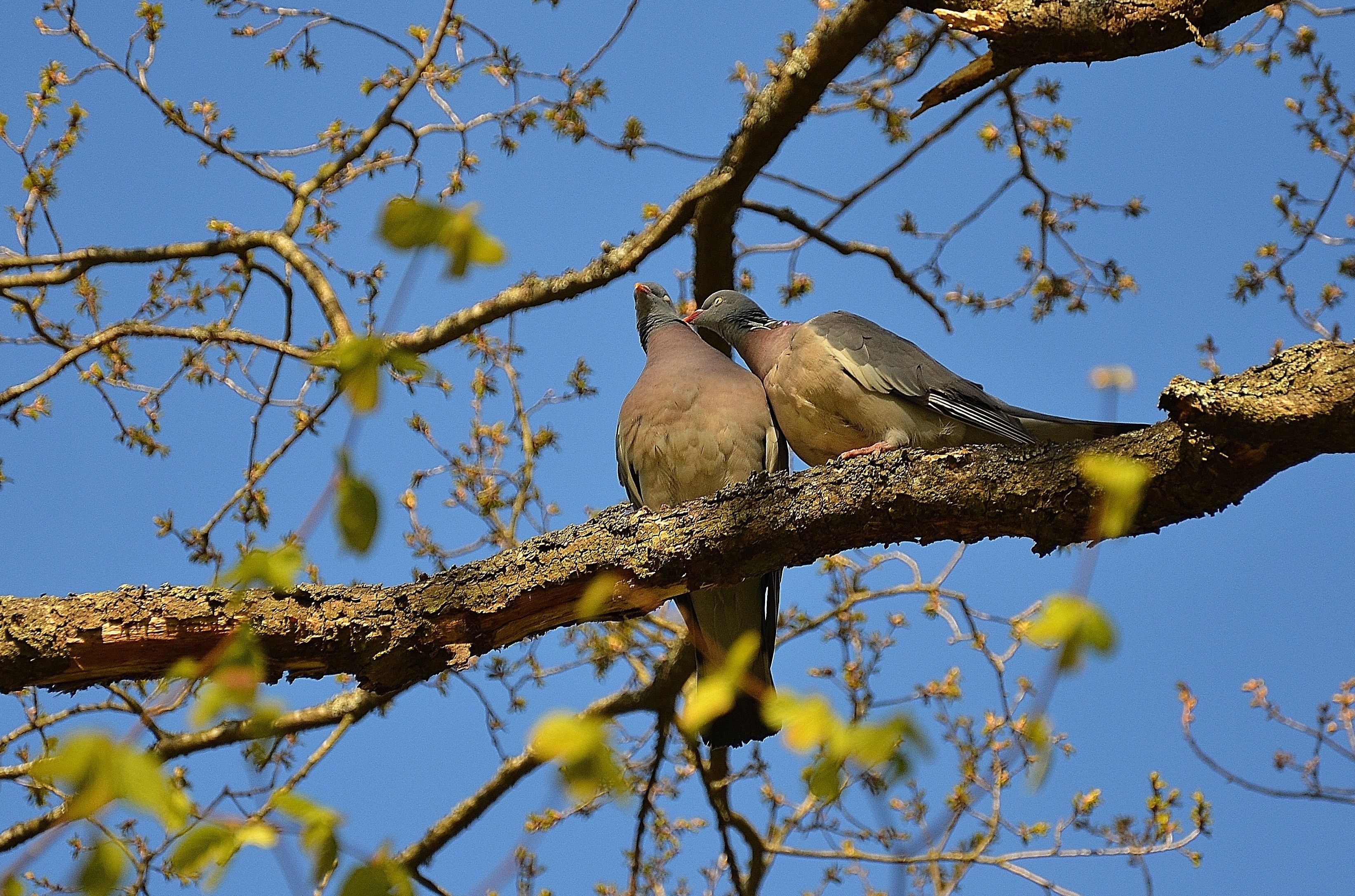 2 brown and grey birds