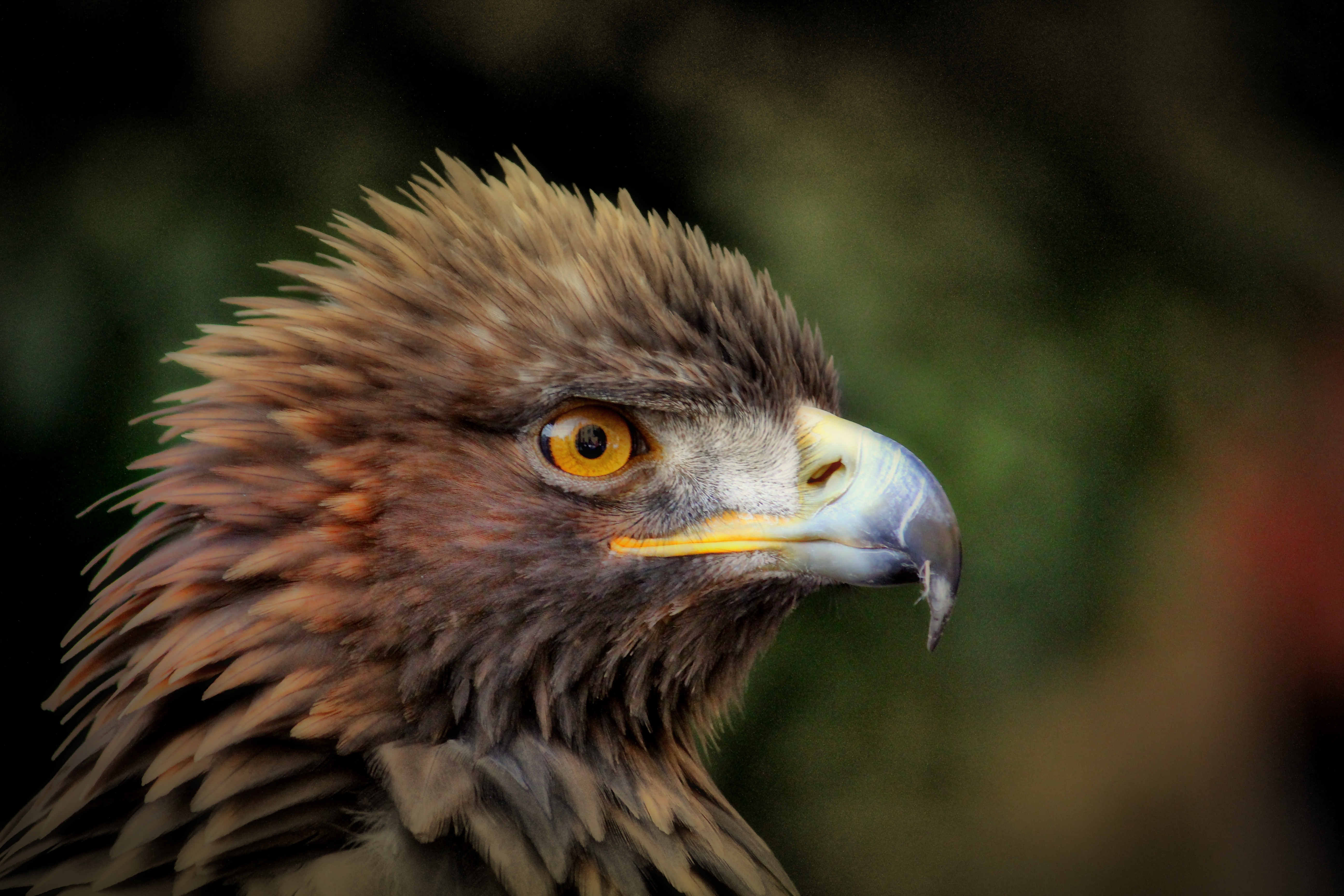 focus photography of hawk