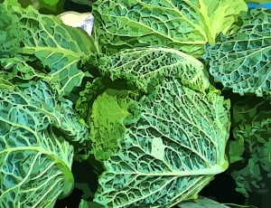 green cabbages thumbnail