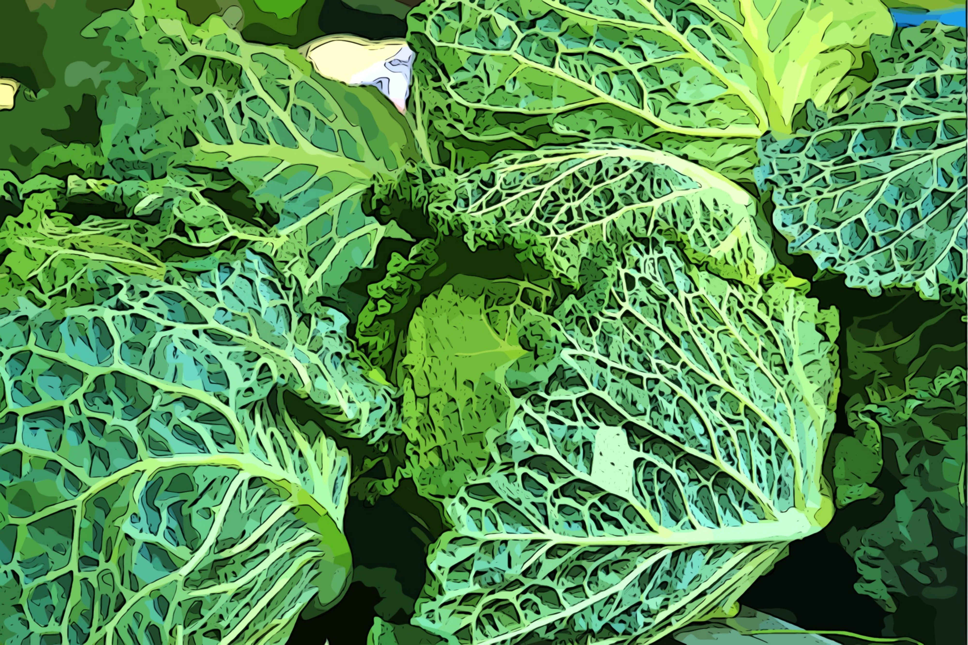 green cabbages