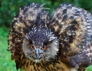brown owl animal thumbnail