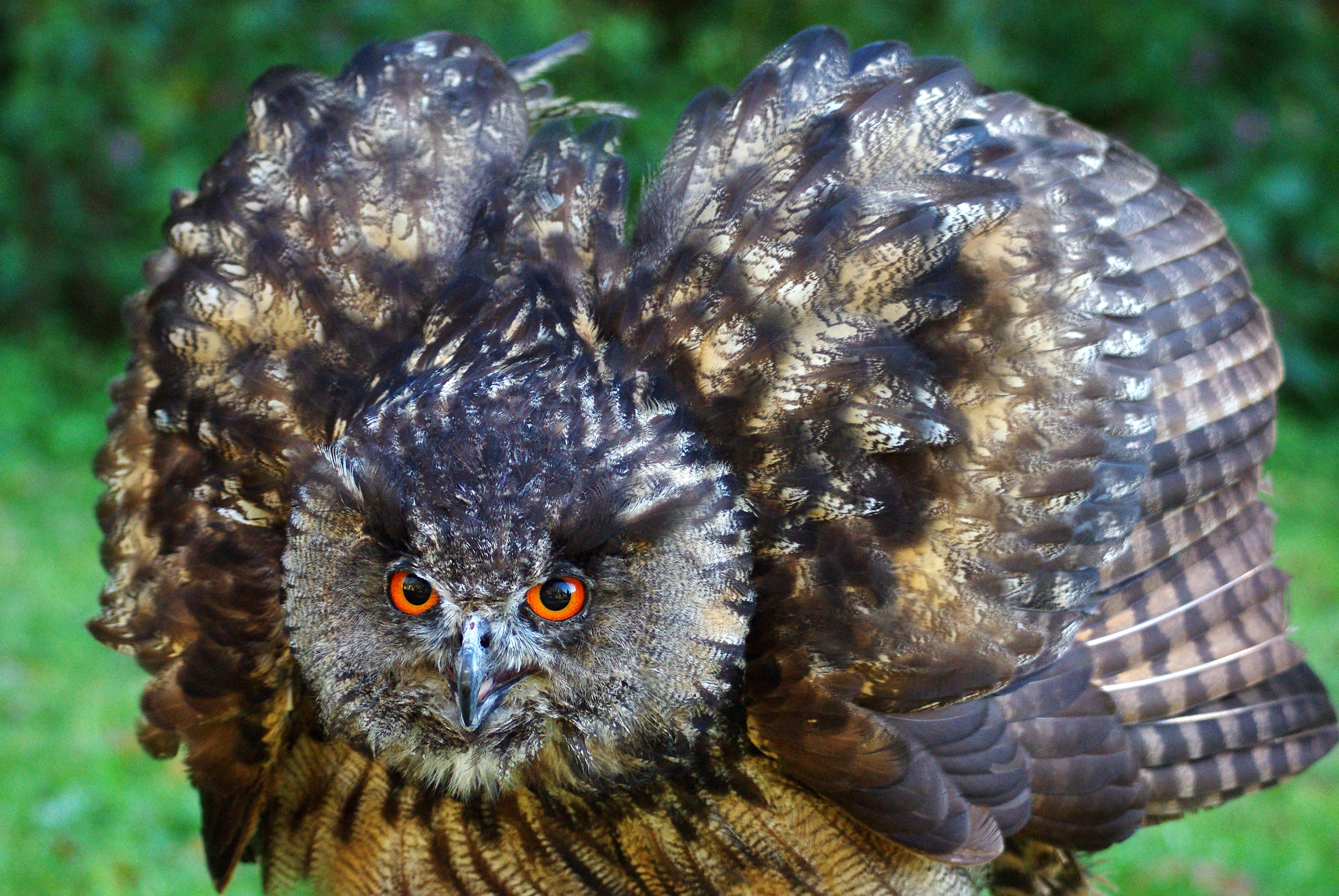 brown owl animal