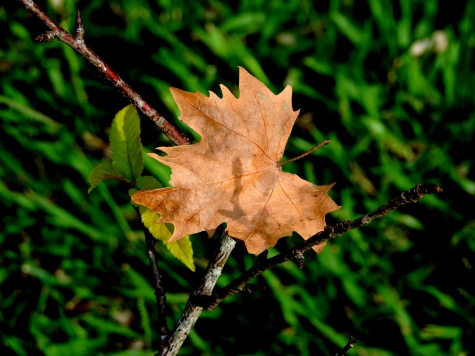 brown maple leaf preview