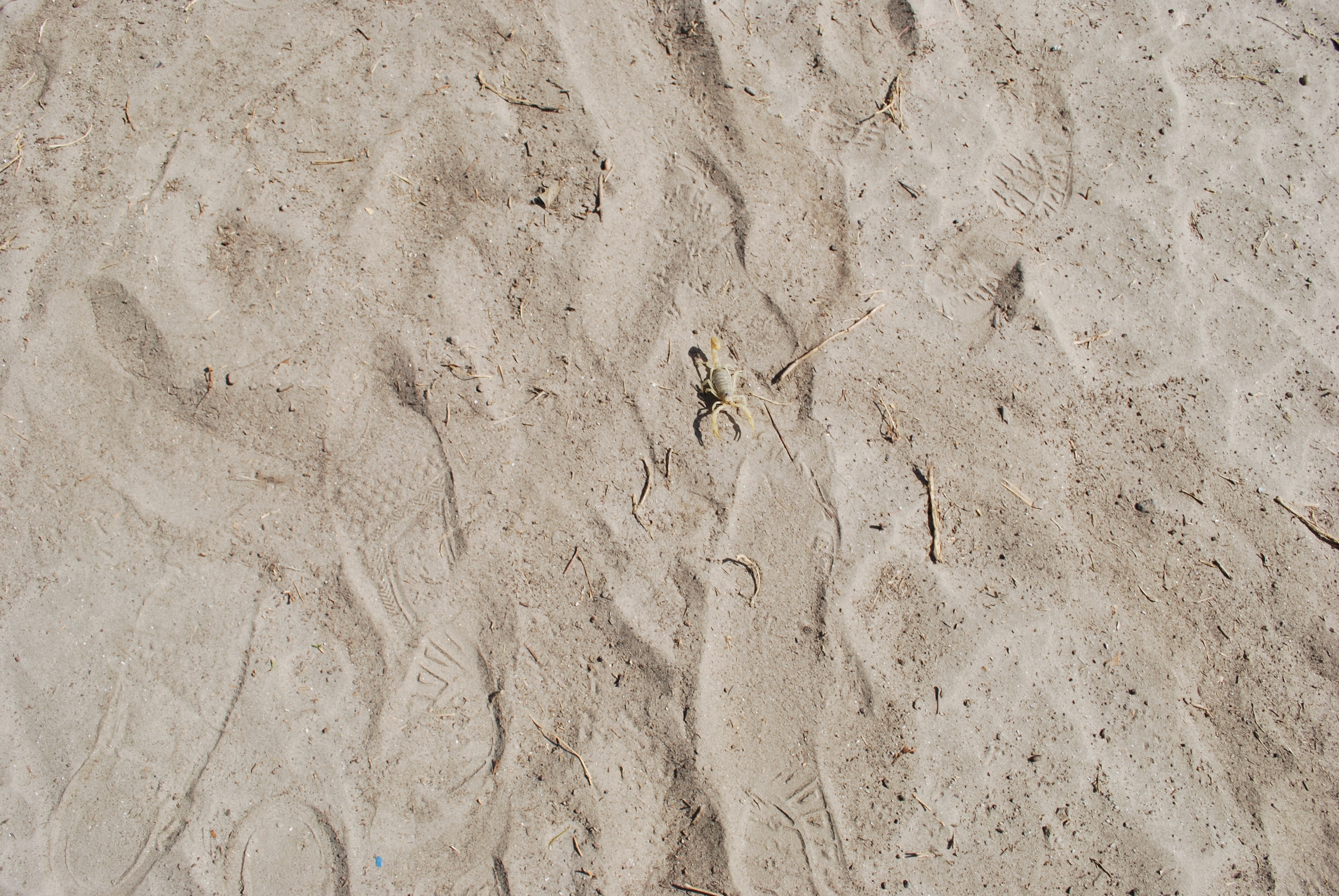 gray sand with foot prints