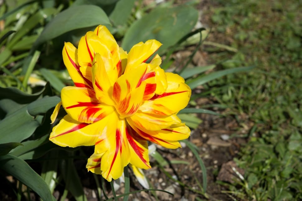 yellow and red tulip preview