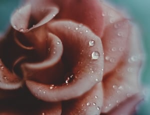shallow focus photo of red flower with water drops thumbnail