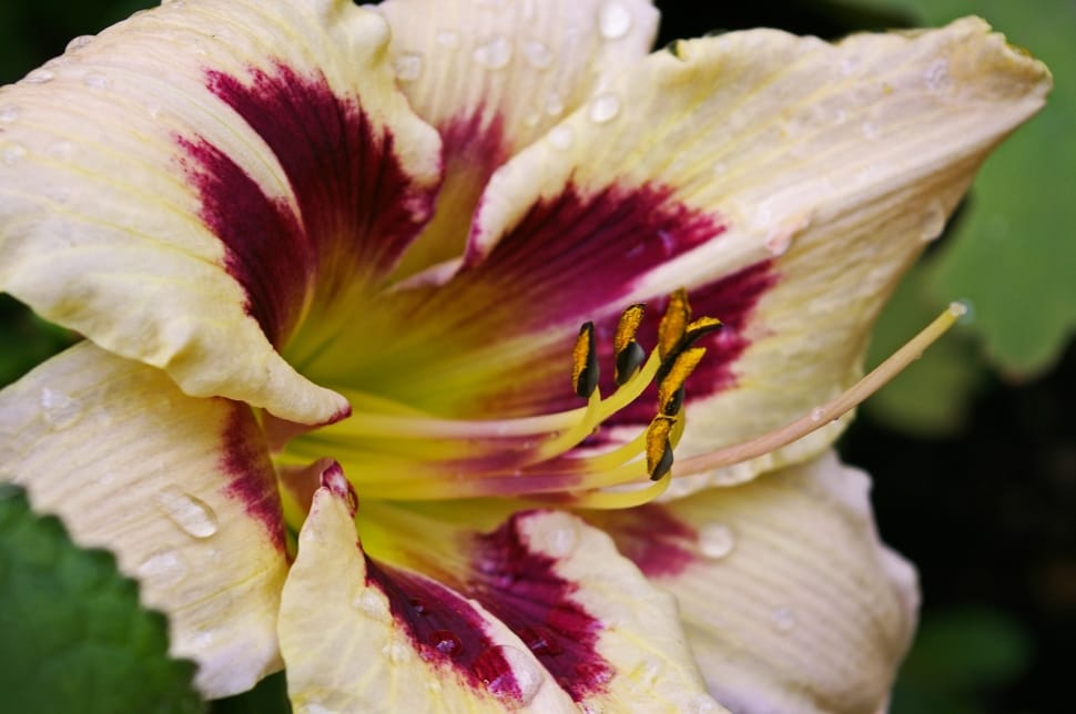 Flower, Plant, Bloom, Blossom, Daylily, flower, petal preview