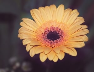 Gerbera, Yellow, Blossom, Bloom, Flower, flower, flower head thumbnail