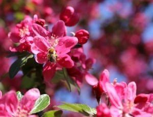 Branch, Nature, Flowers, Spring, Pink, flower, no people thumbnail