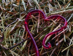 Valentine'S Day, Heart, Love, Hay, grass, close-up thumbnail