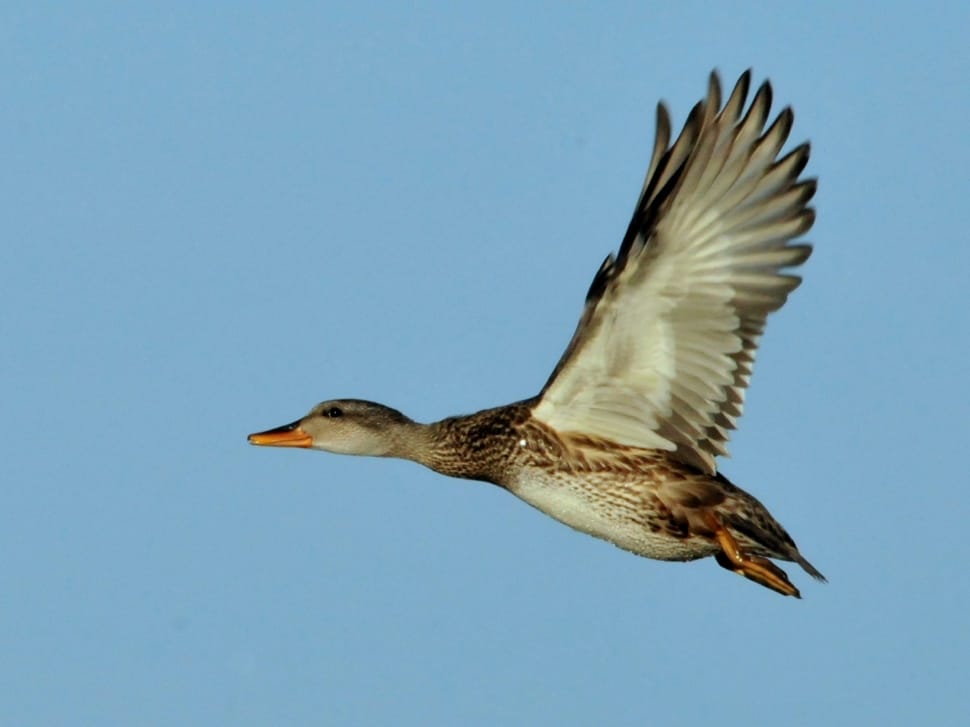Duck, Hen, Flying, Gadwall, Wildlife, one animal, animals in the wild preview