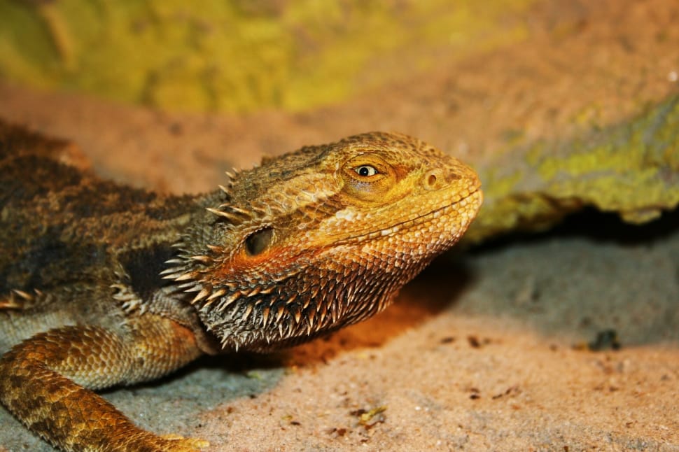 shallow focus photo of brown  lizard preview